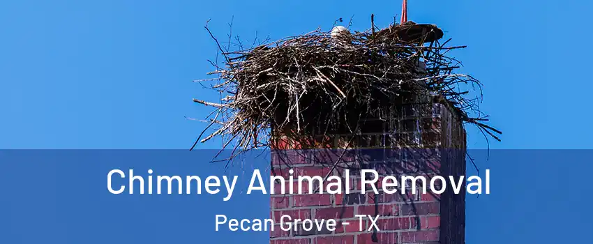  Chimney Animal Removal Pecan Grove - TX